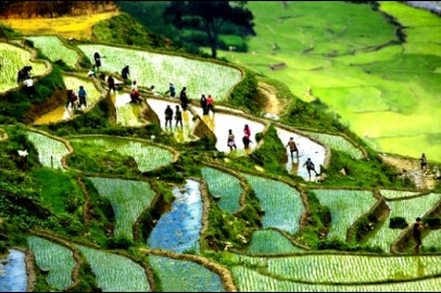 Cơ sở cung cấp rượu dừa gi&aacute; sỉ tốt nhất tại Nghệ An