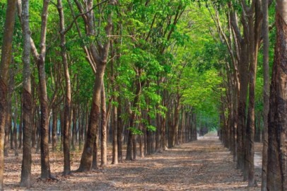 Mua rượu dừa ở đ&acirc;u ngon v&agrave; đảm bảo chất lượng tại B&igrave;nh Phước